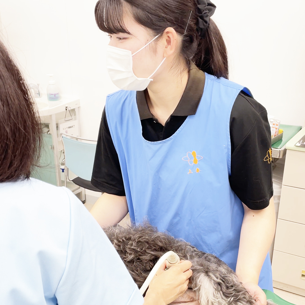ママわんこのエコー検査☆